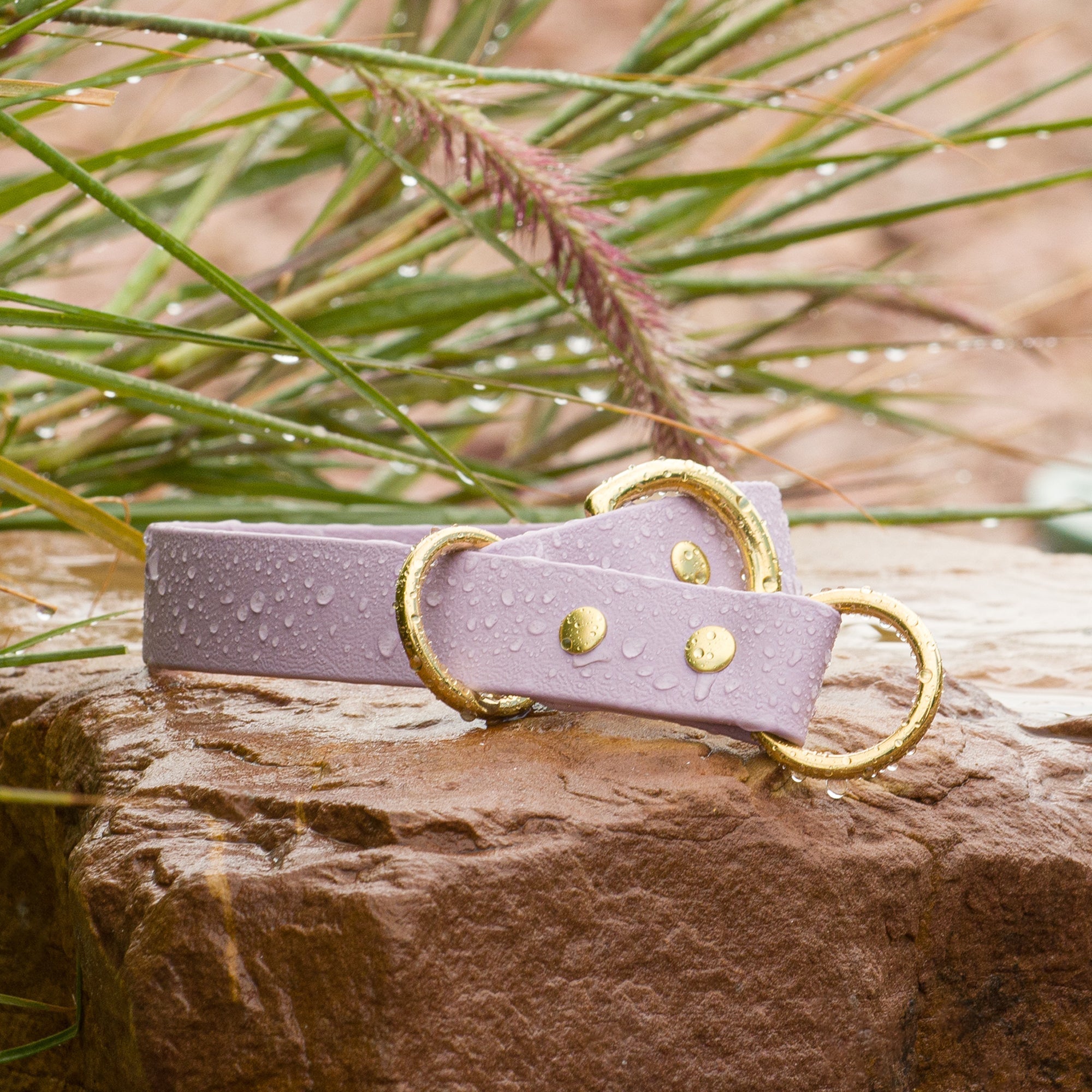 Biothane Collar vs. Leather Collar - Vivid Canine