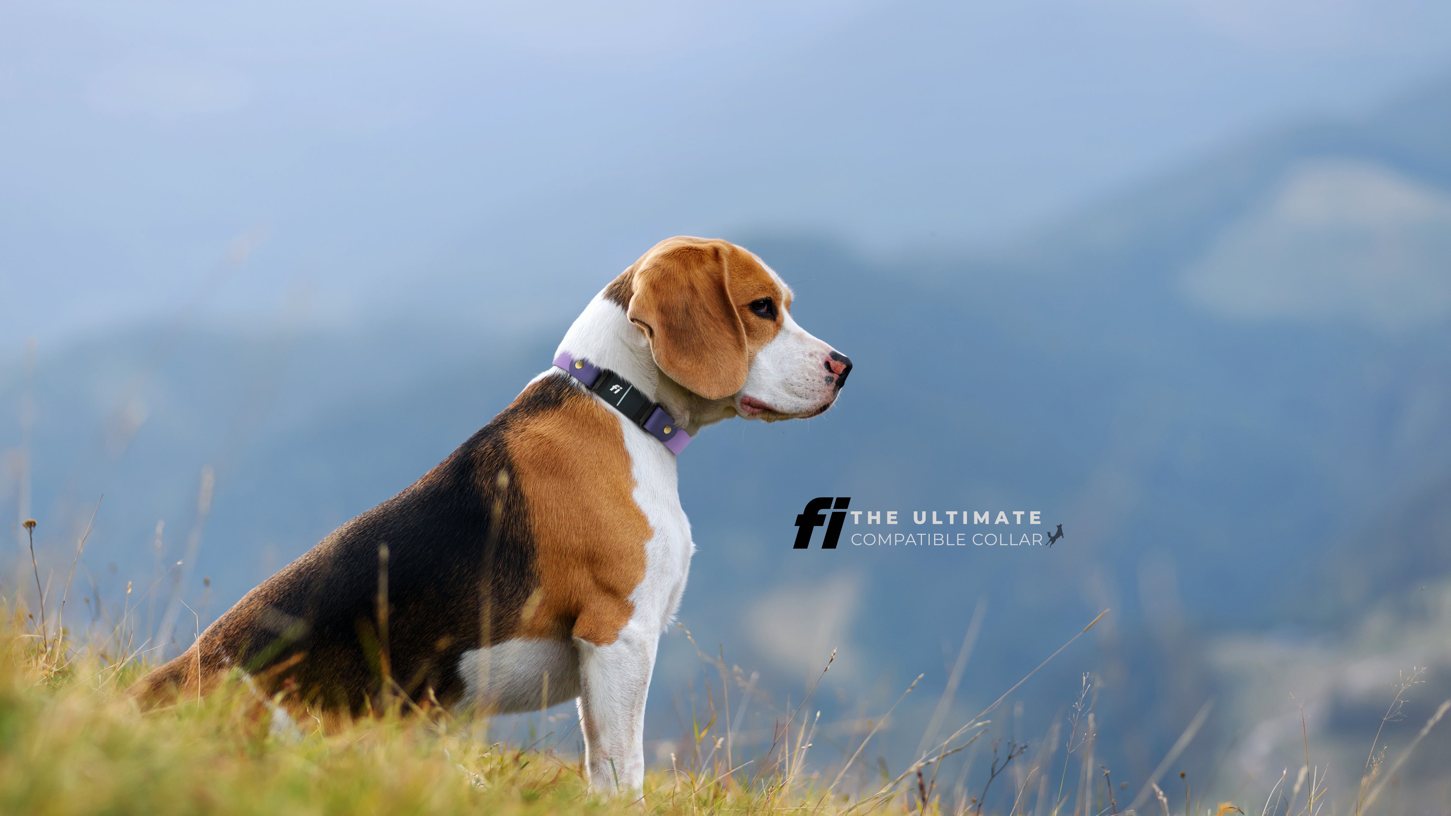 Fi Series 3/3+ Compatible Dog Collars