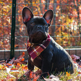 Dog Bandana - Colors of Fall