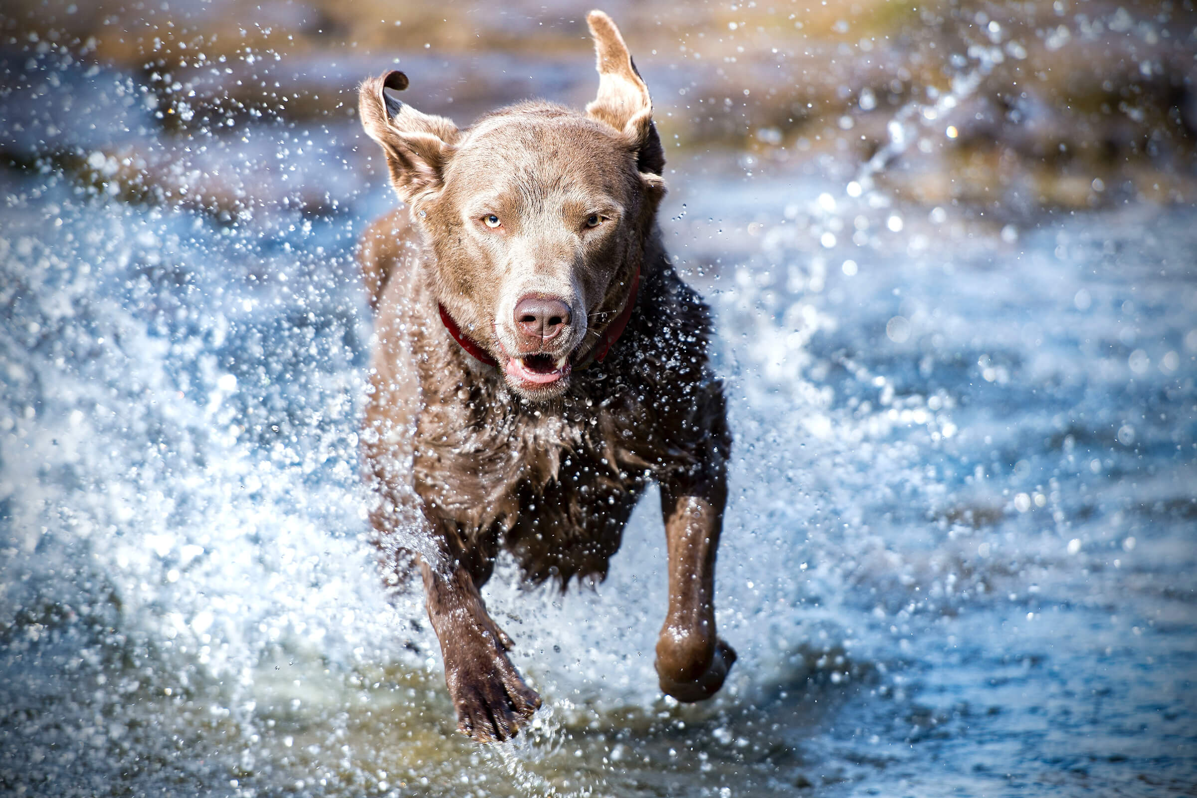Built for Adventure Dogs