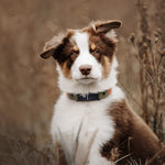 Dog wearing Fi Series 3 compatible waterproof BioThane collar outdoors