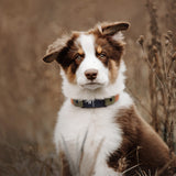 Dog wearing Fi Series 3 compatible waterproof BioThane collar outdoors