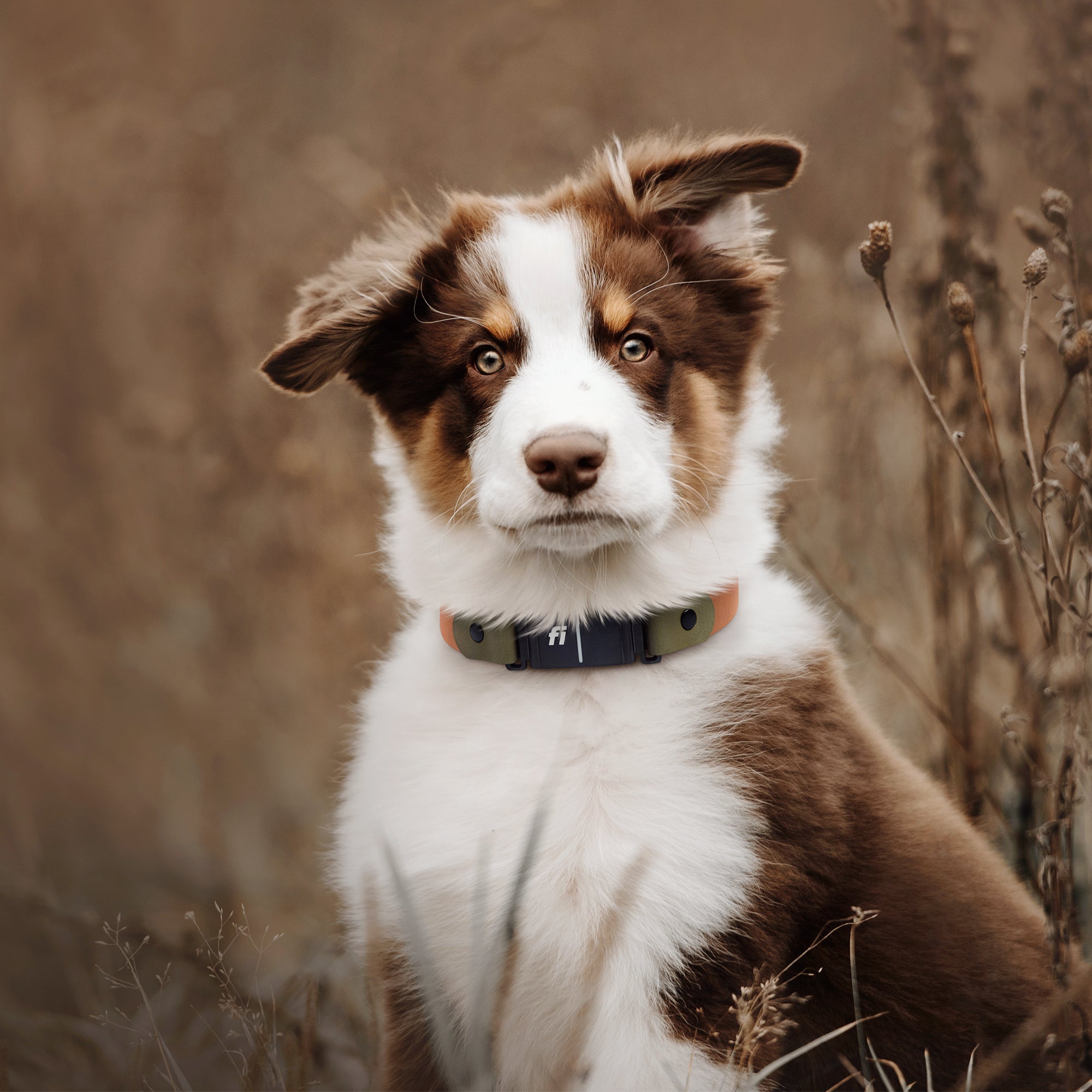 Dog wearing Fi Series 3 compatible waterproof BioThane collar outdoors