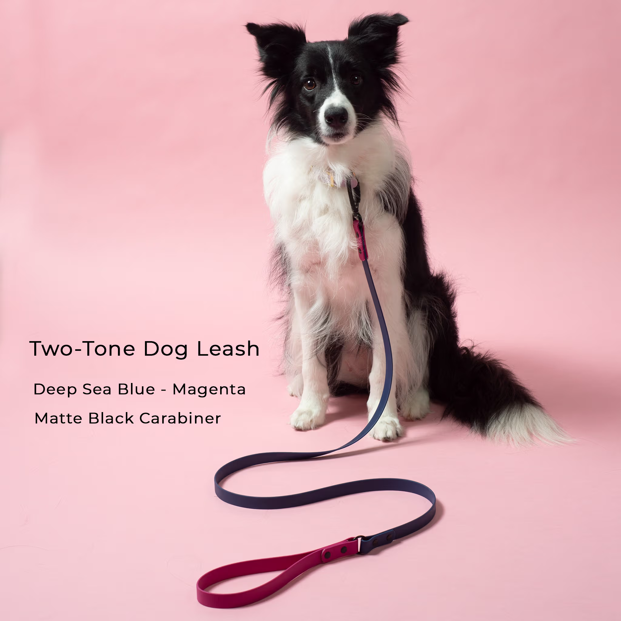dog wearing waterproof two-tone biothane dog leash with black carabiner in deep sea blue and magenta colors