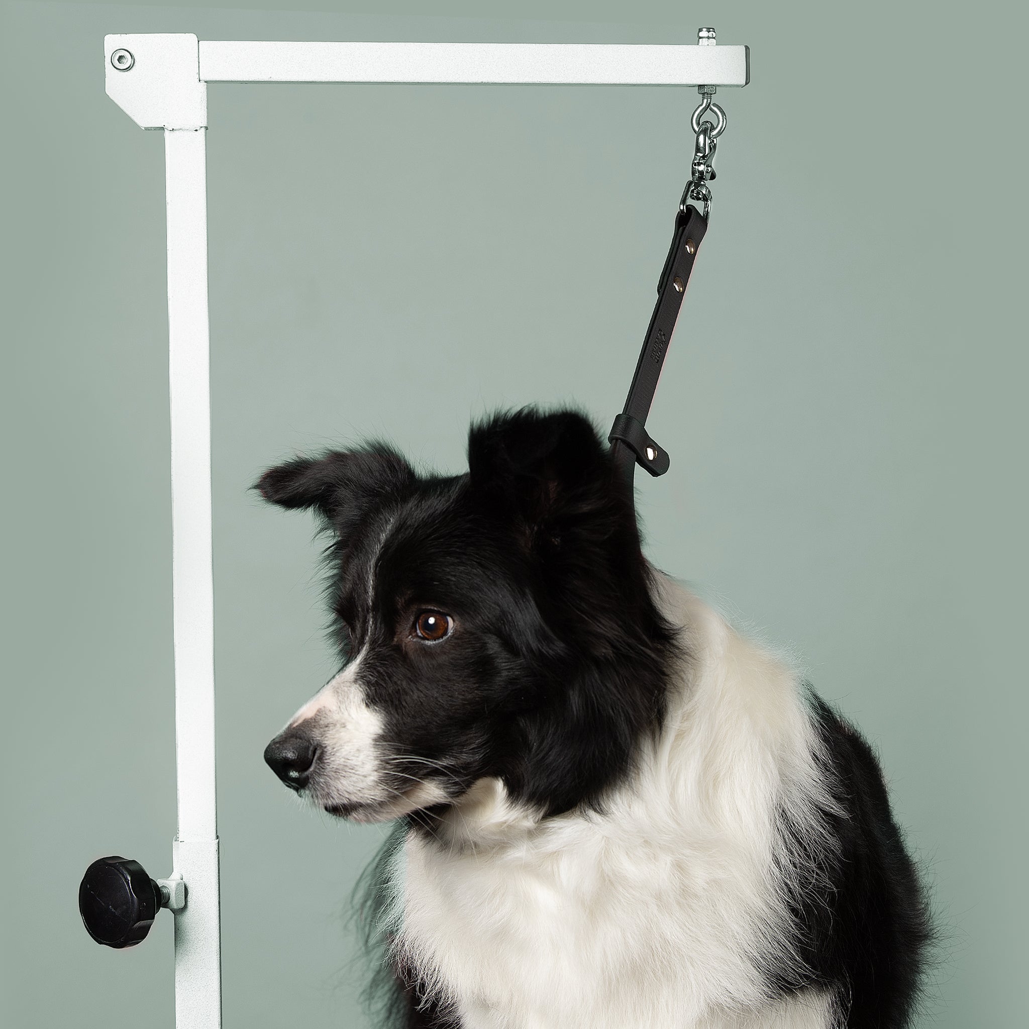 Dog comfortably wearing BioThane grooming loop showing proper fit and positioning