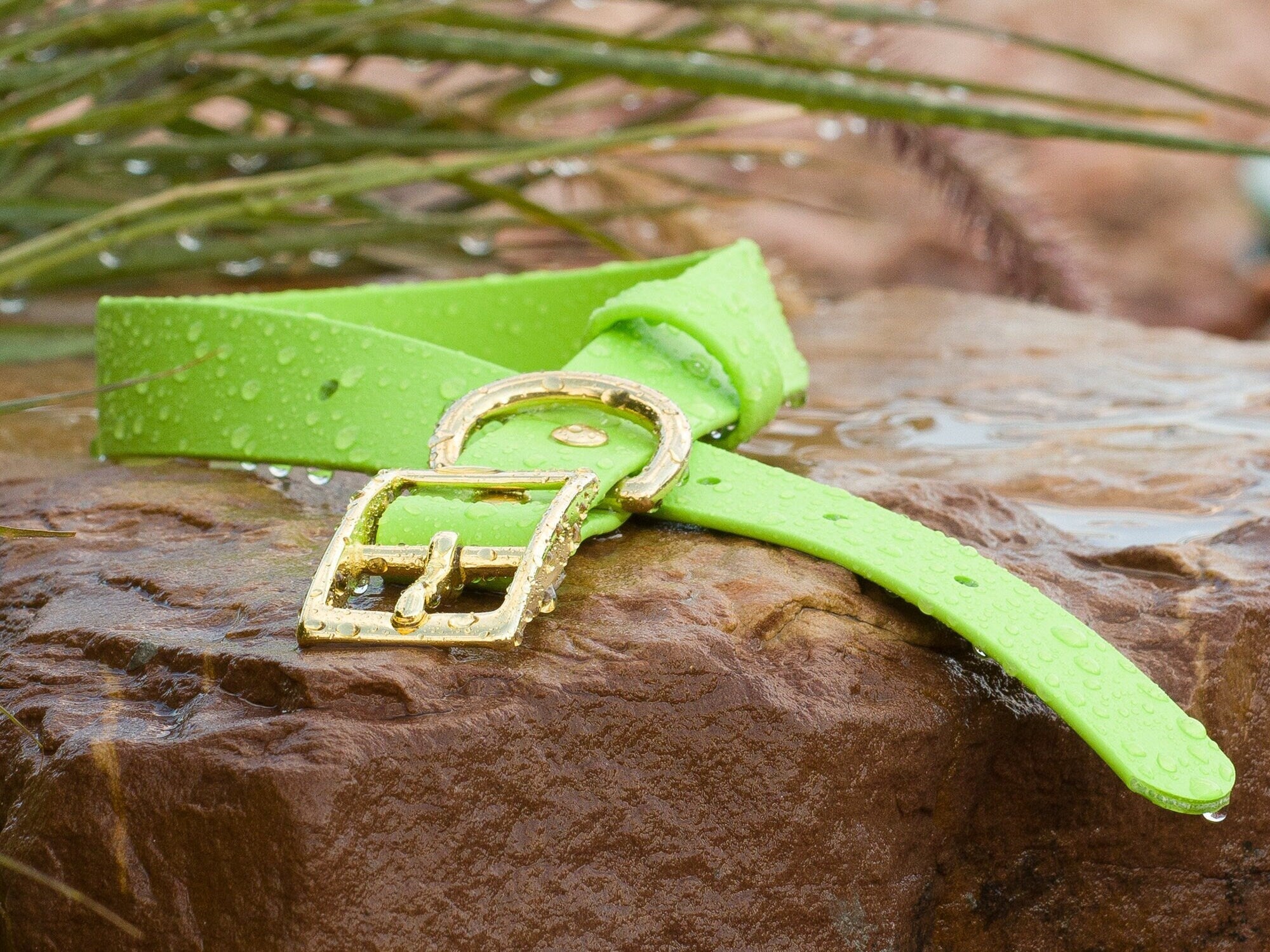 Close-up of Lime BioThane® buckle dog collar with brass buckle hardware