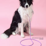 Waterproof slip lead in amethyst with brass hardware modeled on dog indoors