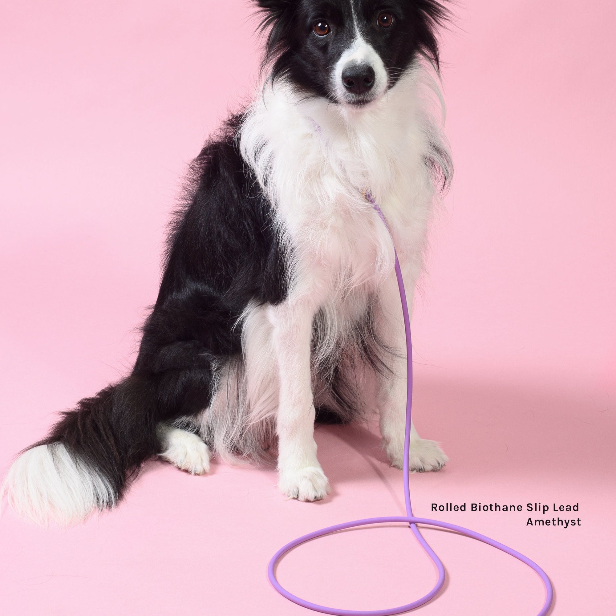 Waterproof slip lead in amethyst with brass hardware modeled on dog indoors