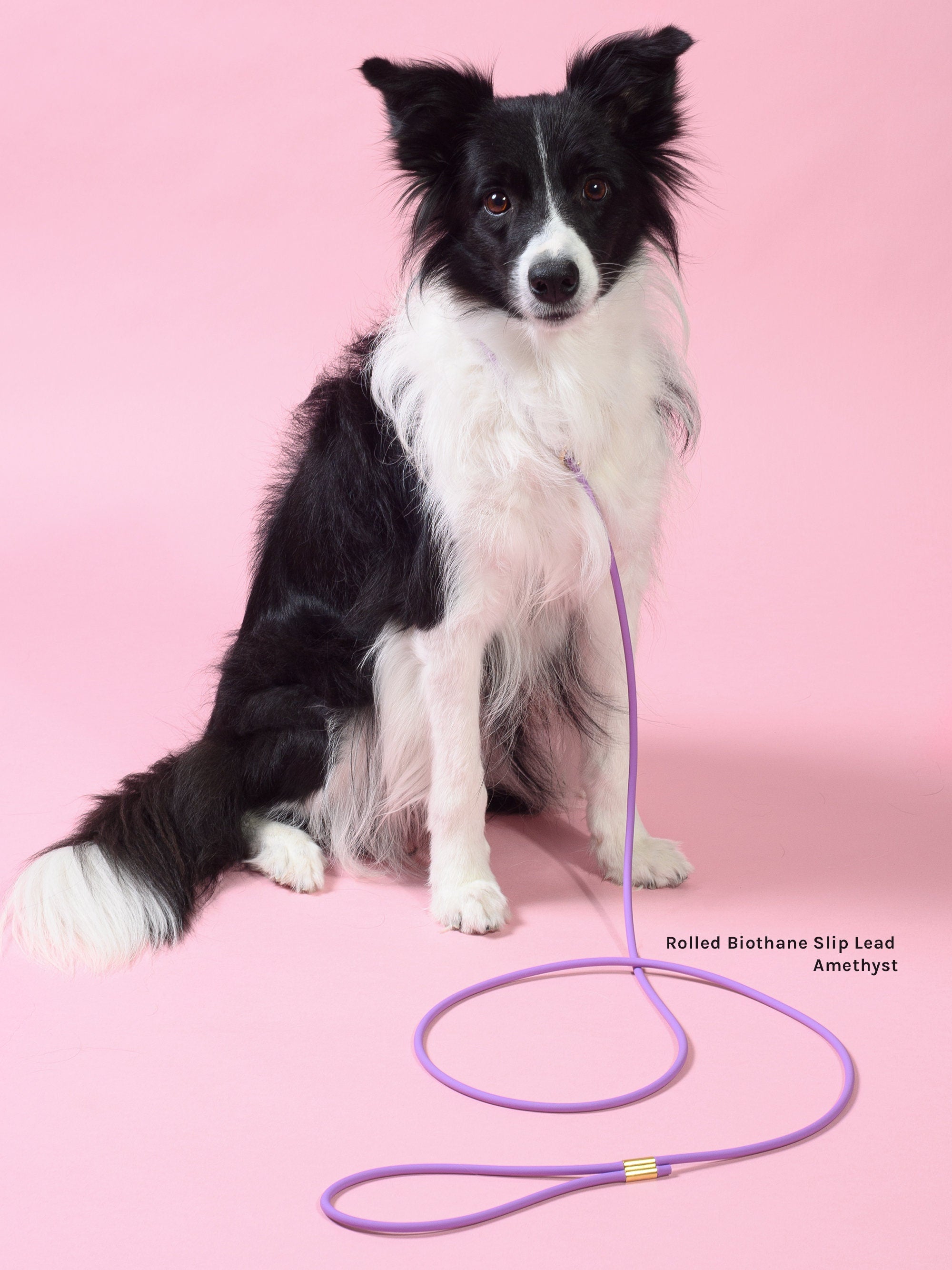 Waterproof slip lead in amethyst with brass hardware modeled on dog indoors