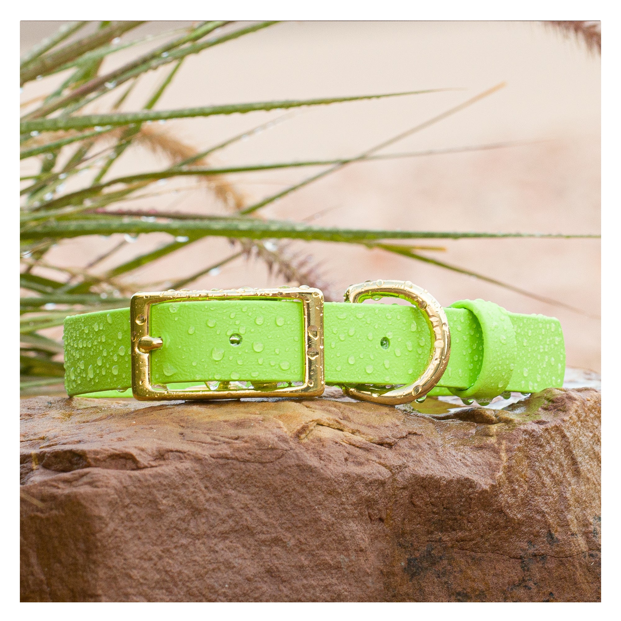 Vivid Canine BioThane® waterproof buckle dog collar lime - durable outdoor pet gear available in XS-XL sizes