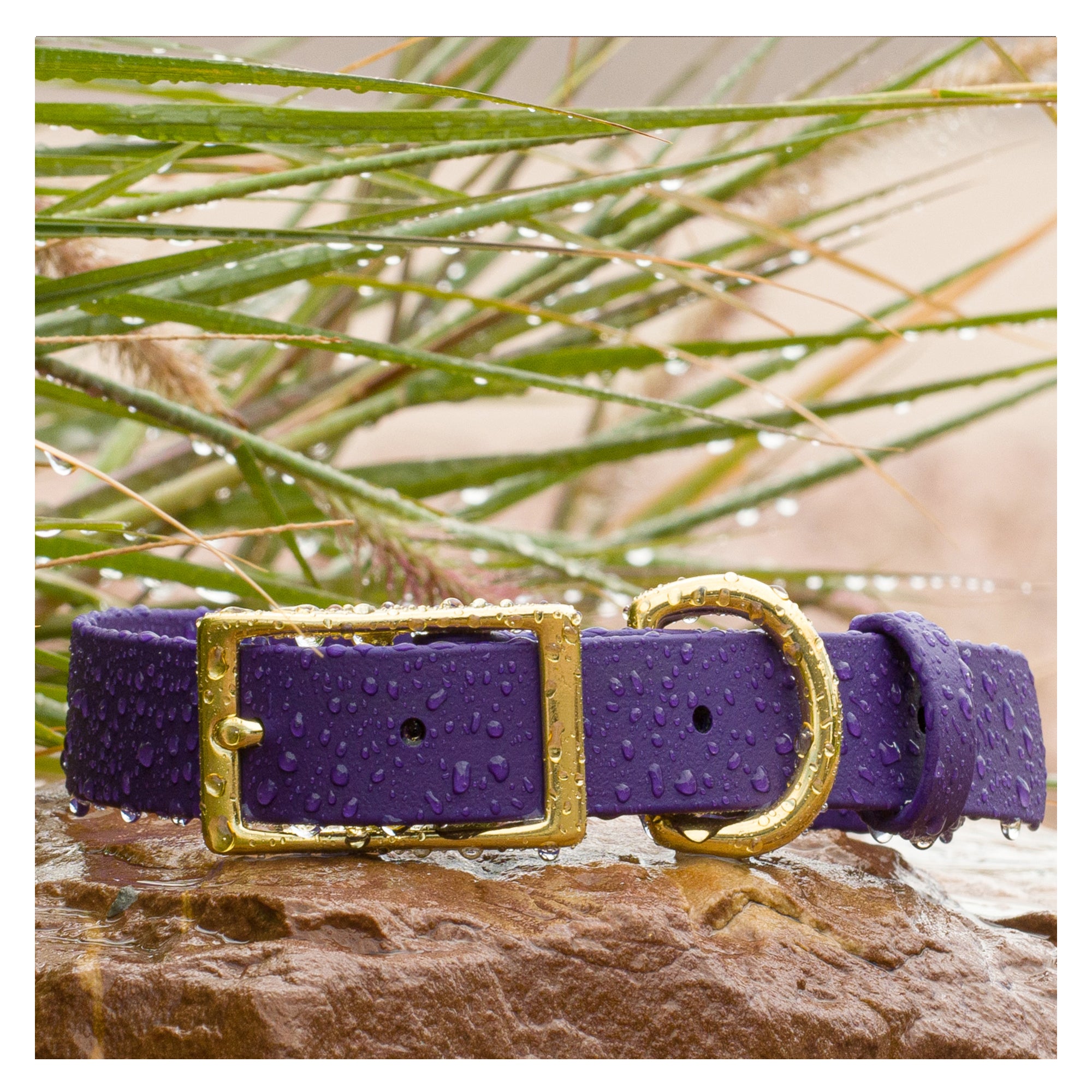Vivid Canine BioThane® waterproof buckle dog collar purple - durable outdoor pet gear available in XS-XL sizes
