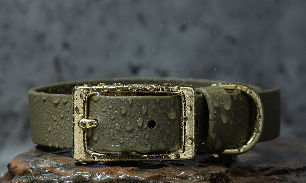 Olive green BioThane® dog collar with gold hardware covered in water droplets, resting on a wet rock outdoors