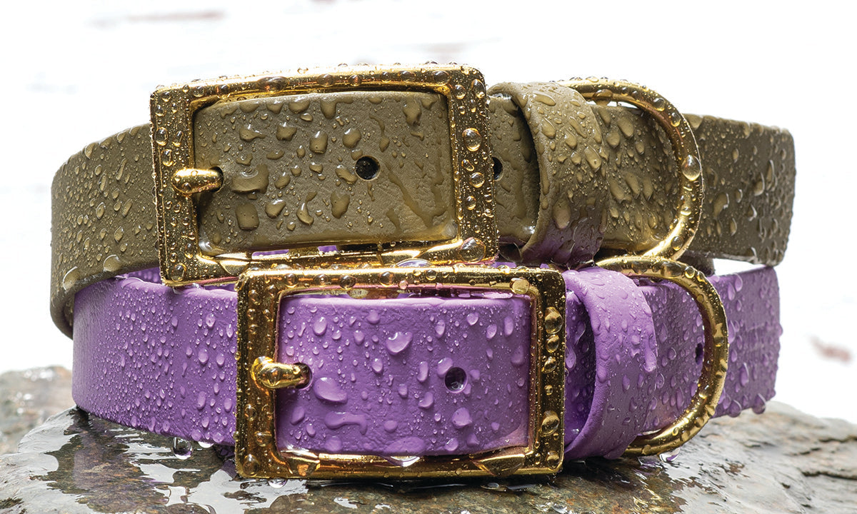 The Benefits of a BioThane® Waterproof Dog Collar