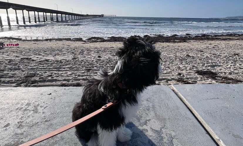 5 Essential Dog Leashes Every Owner Needs