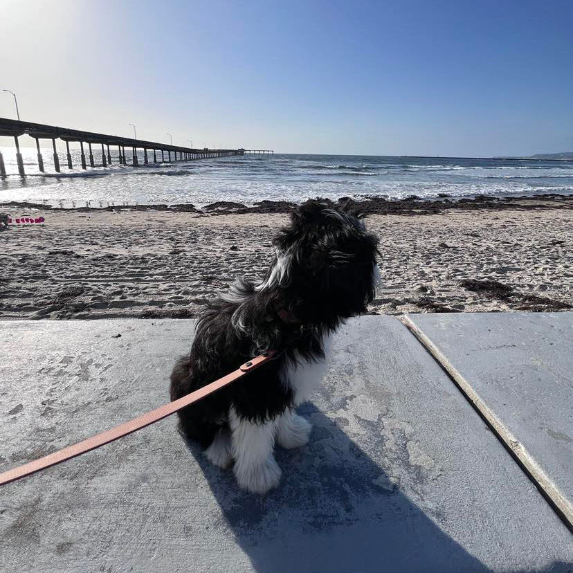 5 Essential Dog Leashes Every Owner Needs