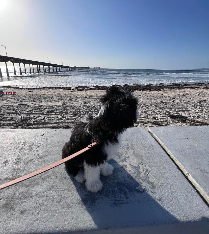 5 Essential Dog Leashes Every Owner Needs