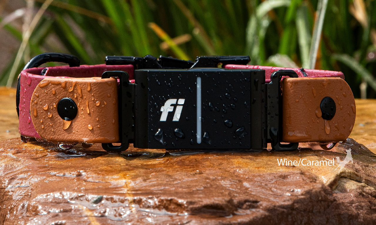 Fi Series 3/3+ Assembly Guide for Vivid Canine Collars