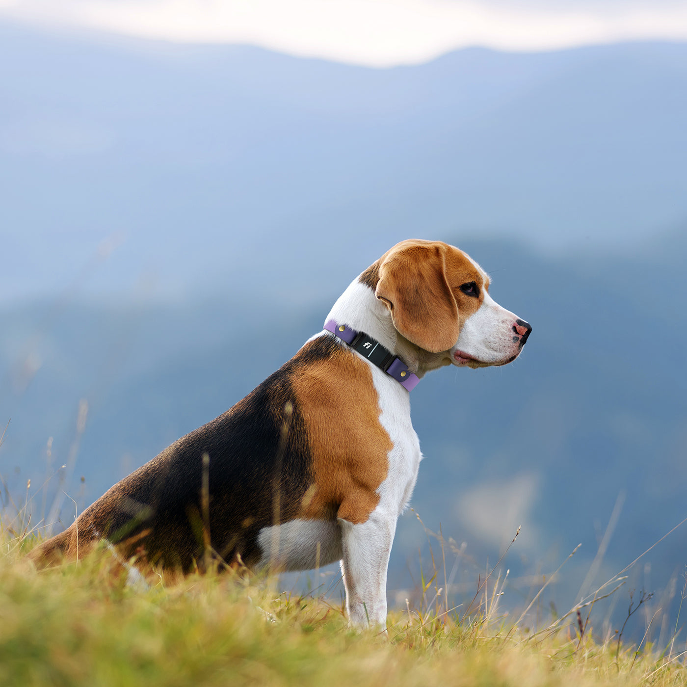 How To Measure For a Dog Collar