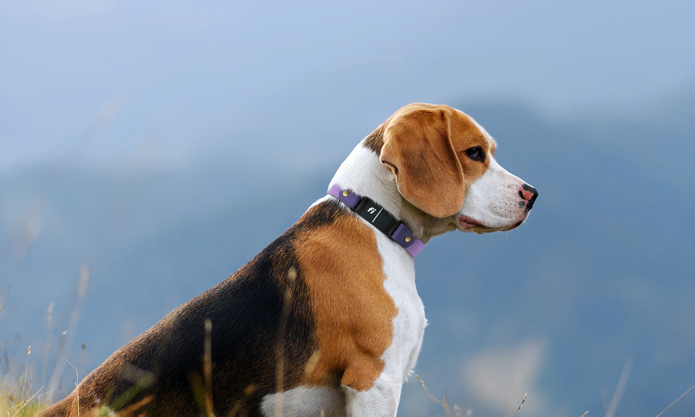 How To Measure For a Dog Collar