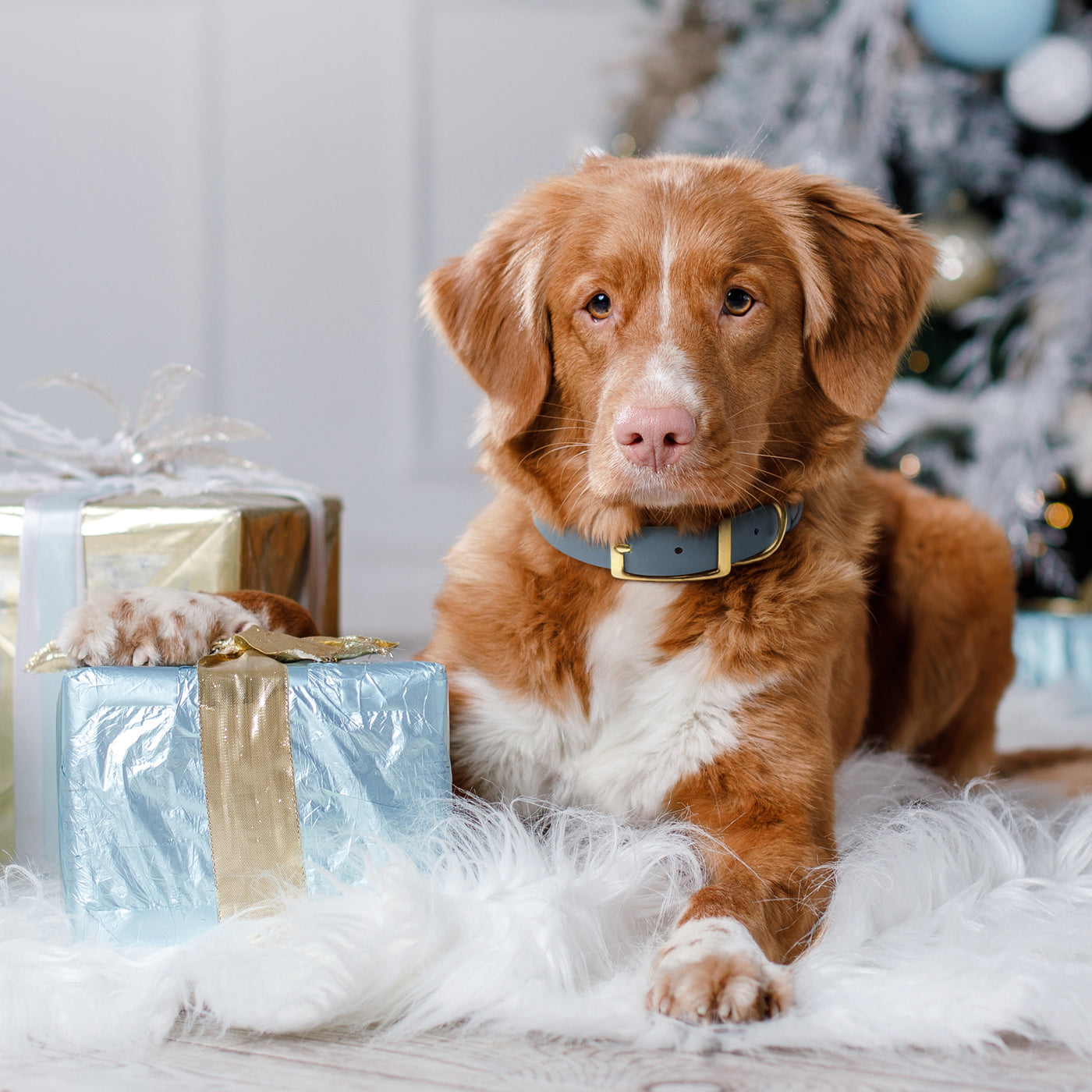 Holiday Gifts for Adventure-Loving Dogs