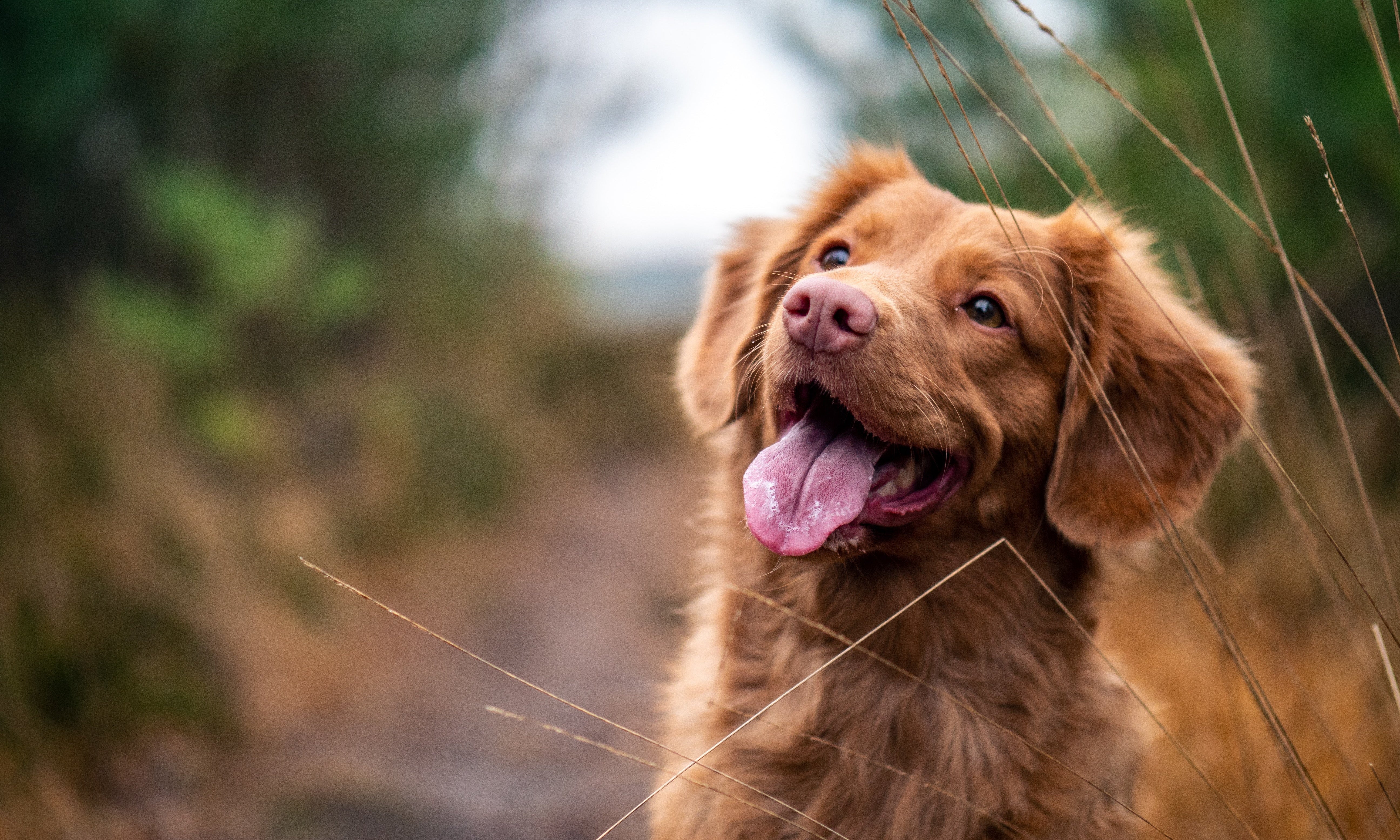 Summer Heat: Dog Safety Tips