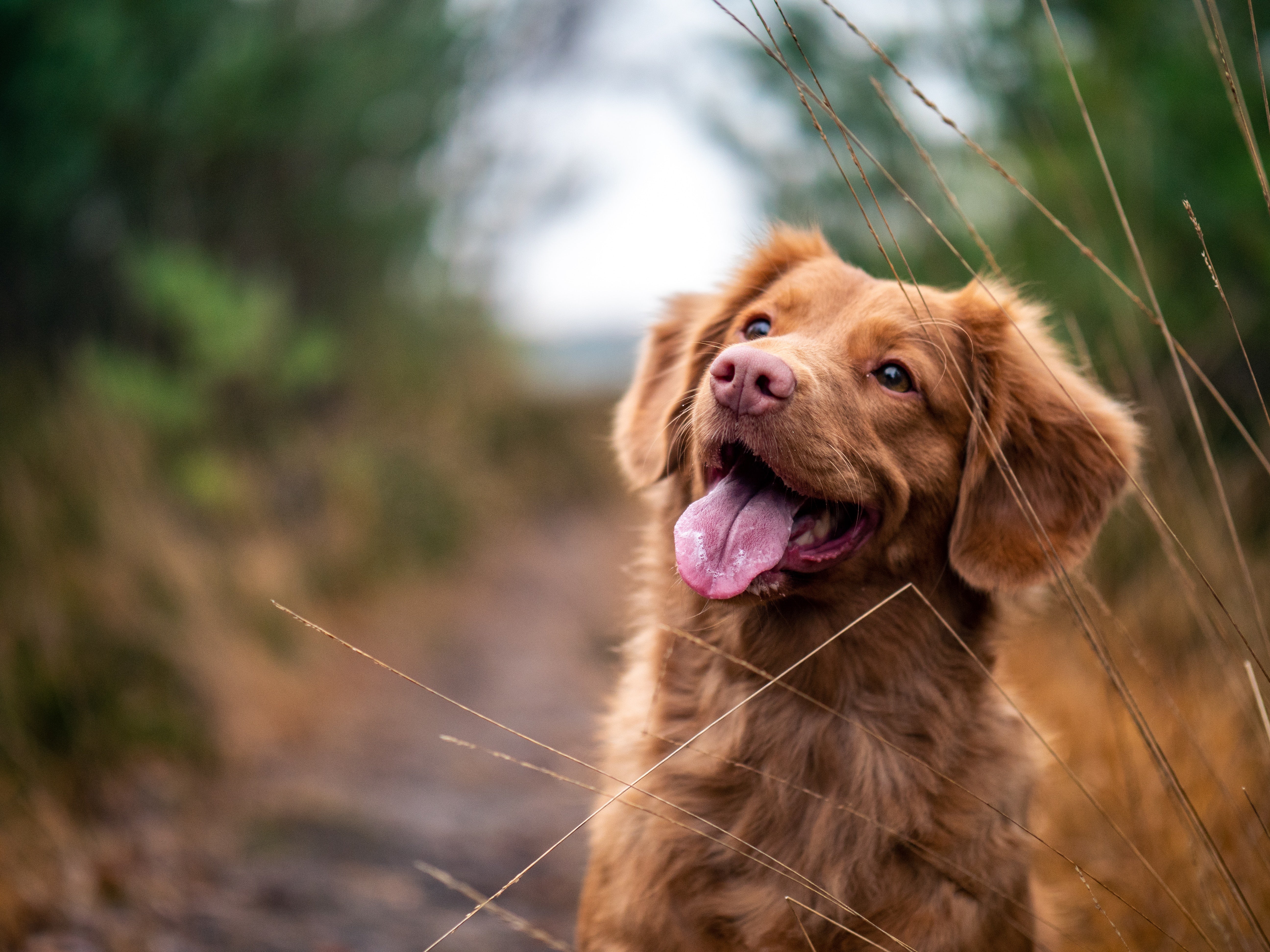 Summer Heat: Dog Safety Tips