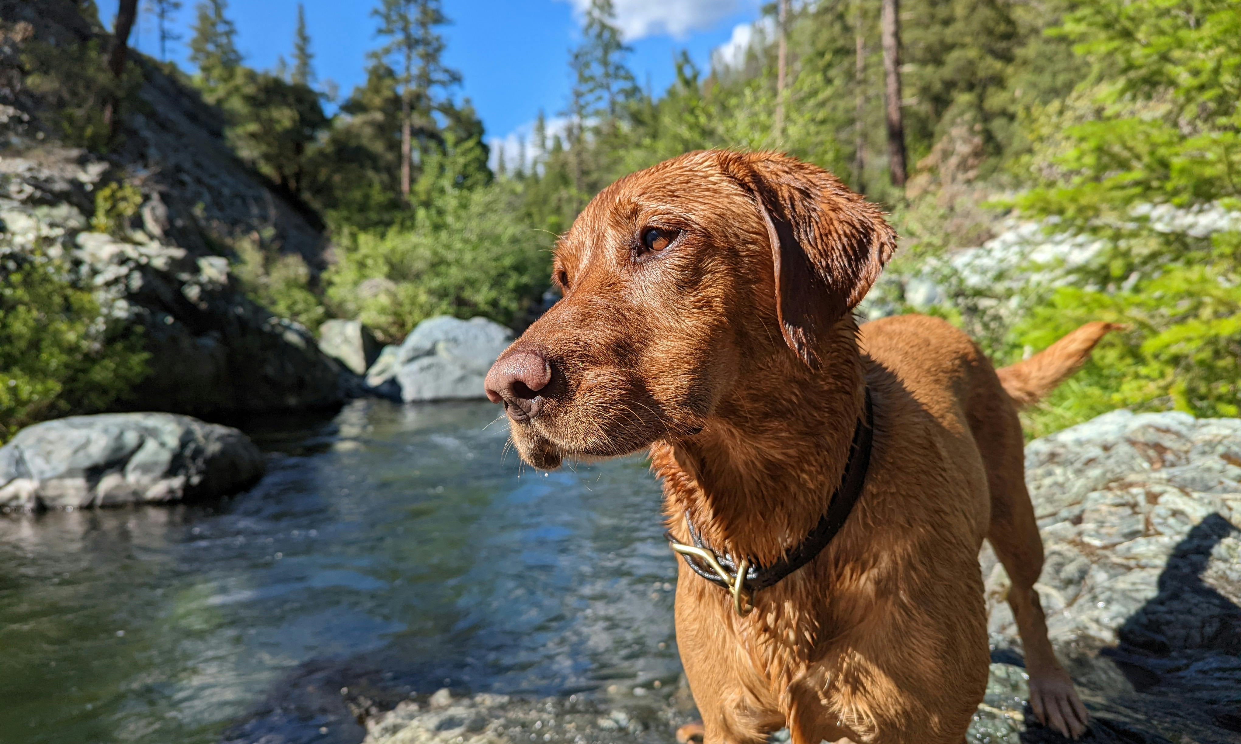 Hiking With Your Canine Companion