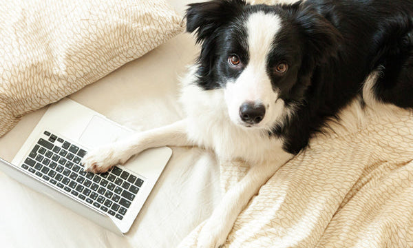 Choosing the Right Dog Gear Hardware