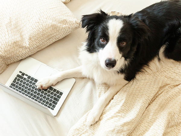 Choosing the Right Dog Gear Hardware