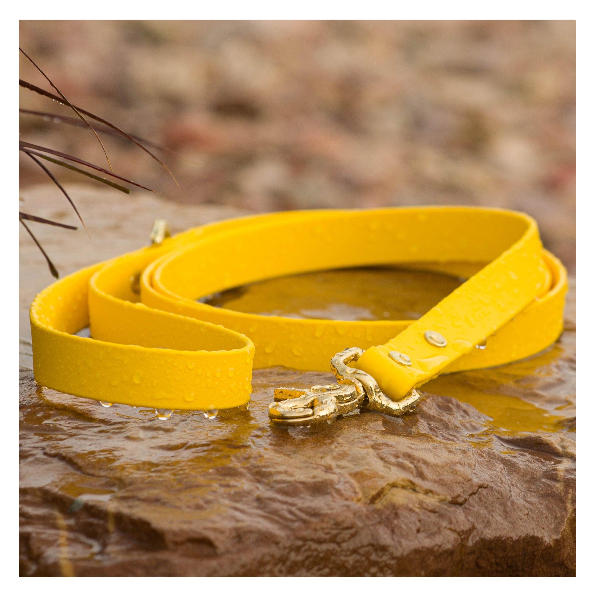 BioThane leash in Yellow with solid brass hardware