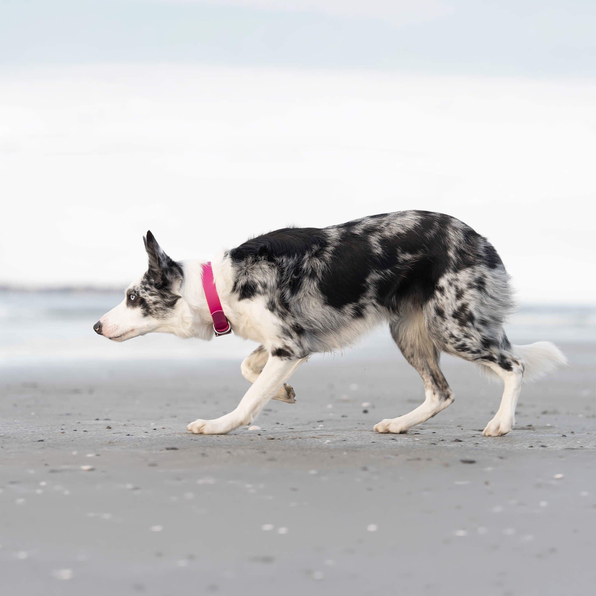 Border Collie wearing BioThane magenta buckle collar outdoors