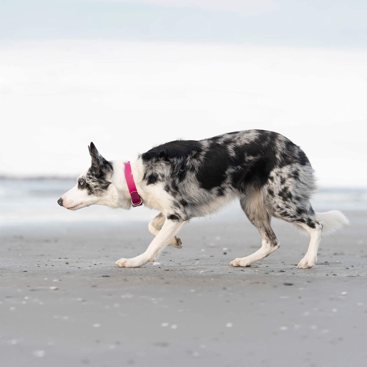 Border Collie wearing BioThane magenta buckle collar outdoors