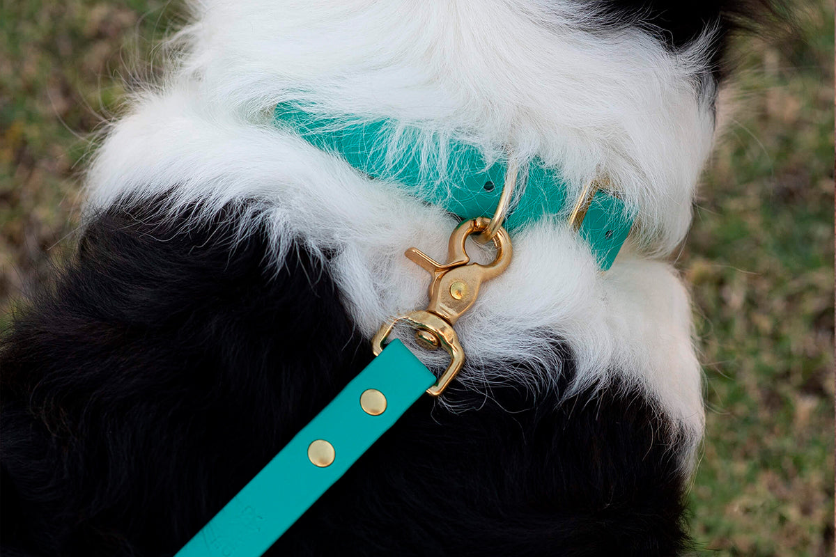 Waterproof BioThane dog leash and collar set in passion fruit color. Available in multiple colors.