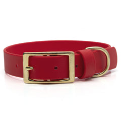 Red buckle dog collar with brass hardware on white background