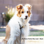 Dog wearing a BioThane rolled slip lead in black with a blurred outdoor background