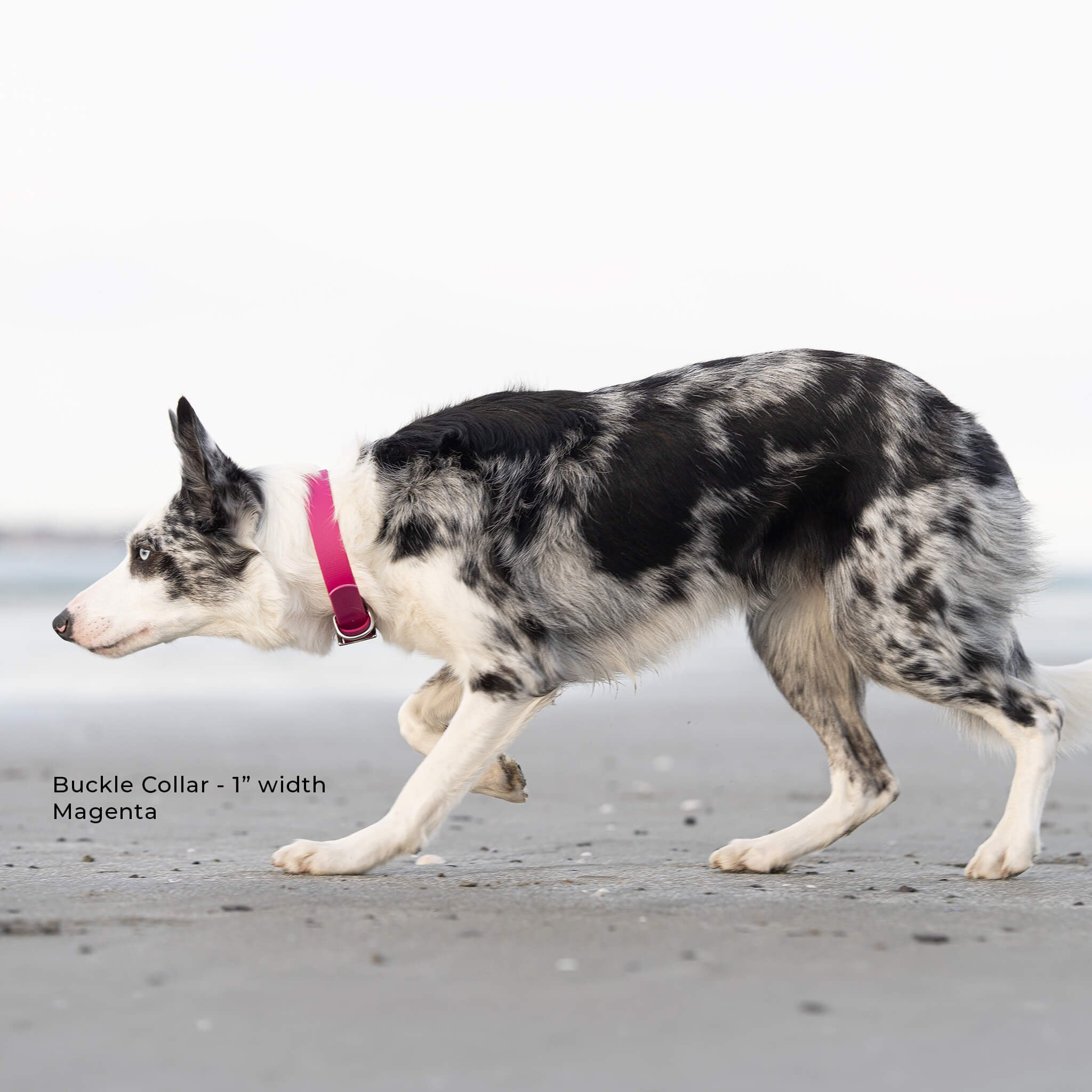 A border collie walking on a beach wearing a magenta pink buckle collar. Text in the lower left reads 'Buckle Collar - 1" width Magenta'.
