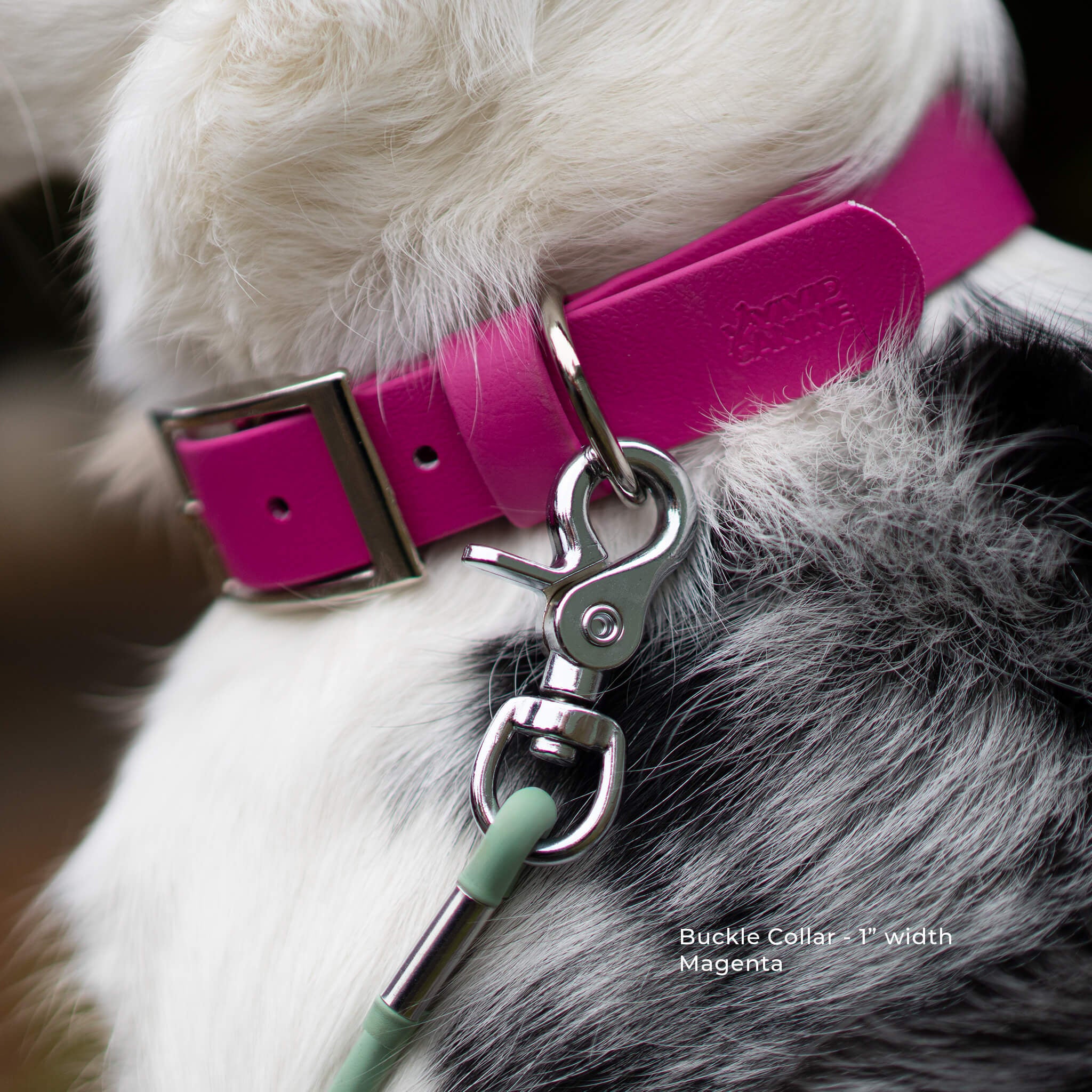 BioThane magenta pink buckle collar. Text in the lower left reads 'Buckle Collar - 1" width Magenta