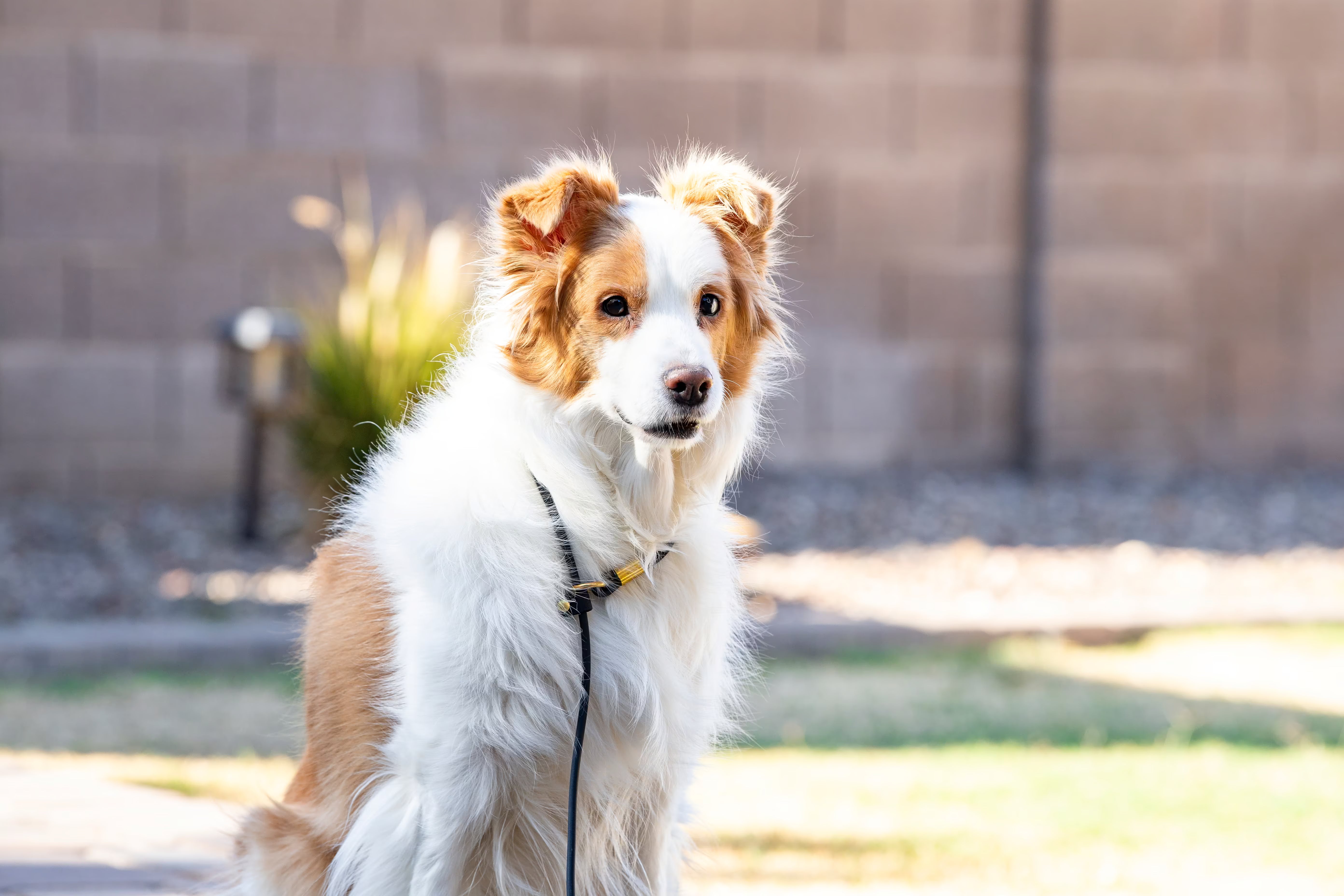 Leash and Collar in One