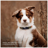 Dog wearing Fi Series 3 compatible waterproof BioThane collar outdoors
