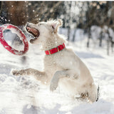 Dog wearing Vivid Canine BioThane® buckle collar outdoors
