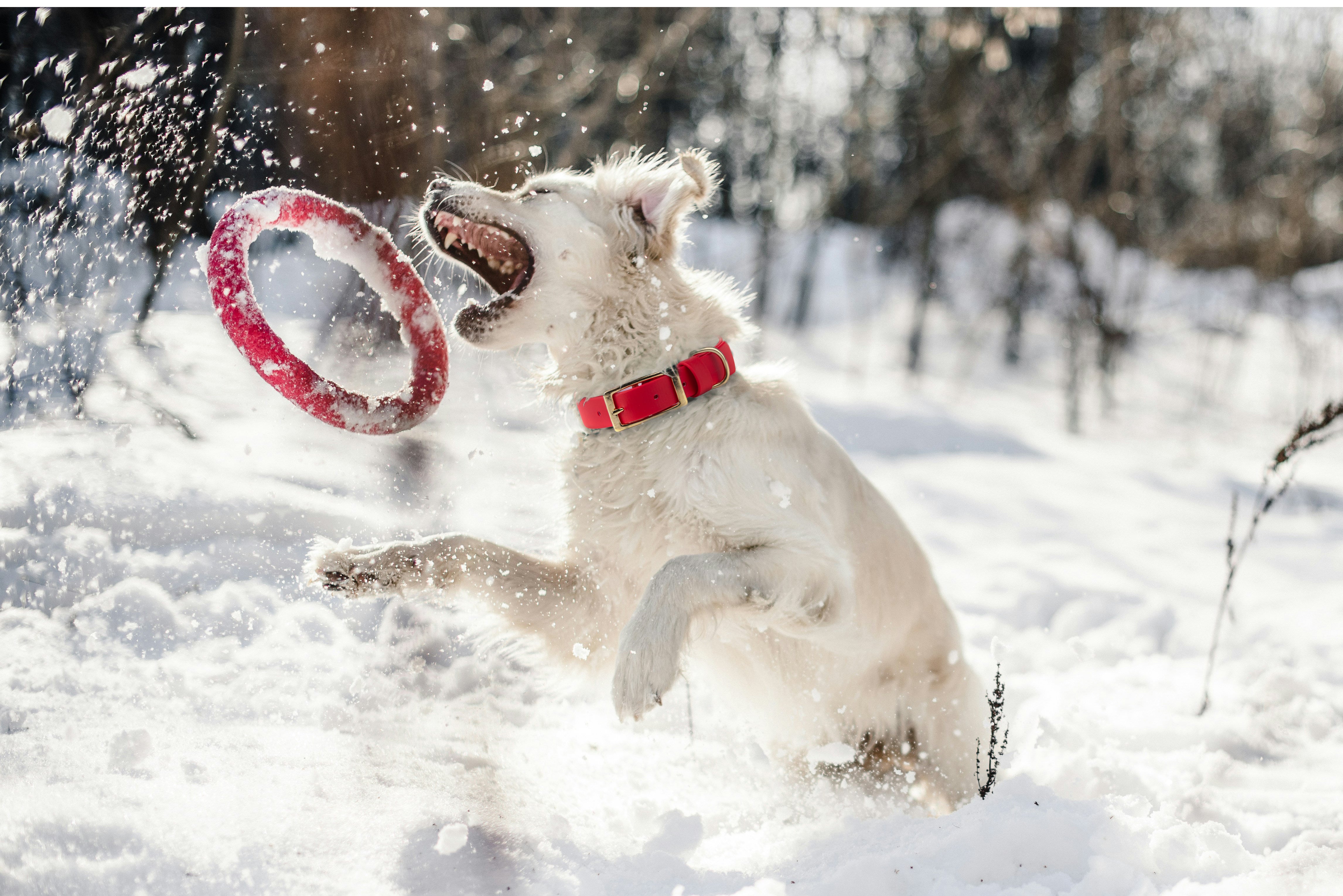 Dog wearing Vivid Canine BioThane® buckle collar outdoors