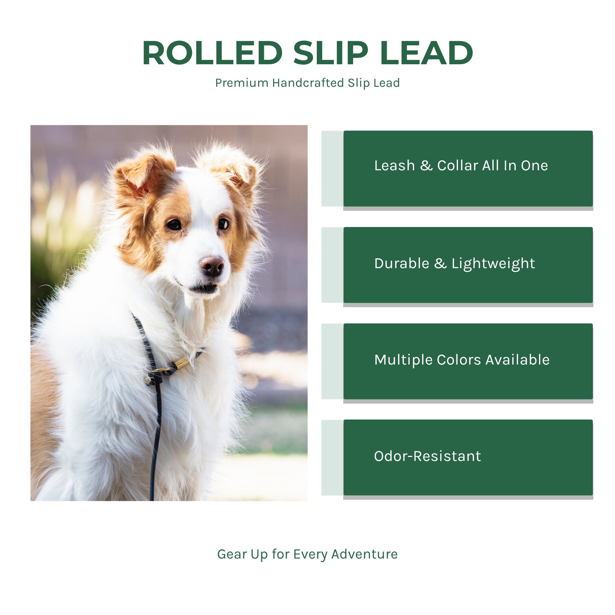 BioThane rolled slip lead with standard handle — leash and collar all in one, lightweight and odor-resistant