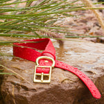 Vivid Canine BioThane® waterproof buckle dog collar red with brass hardware close-up