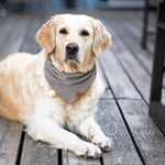 golden retriever dog laying on boat deck wearing black and white houndstooth bandana