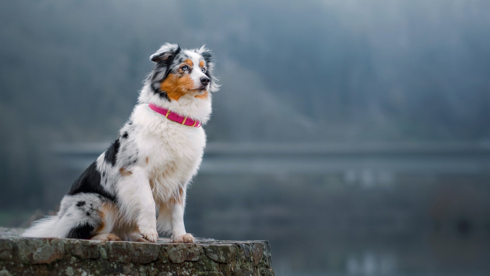 Border Collie wearing Vivid Canine BioThane® buckle collar in Passion Fruit