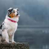 Border Collie wearing Vivid Canine BioThane® buckle collar in Passion Fruit