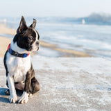 Fi Series 3/3+ Compatible Buckle Collar and Leash Walk Set