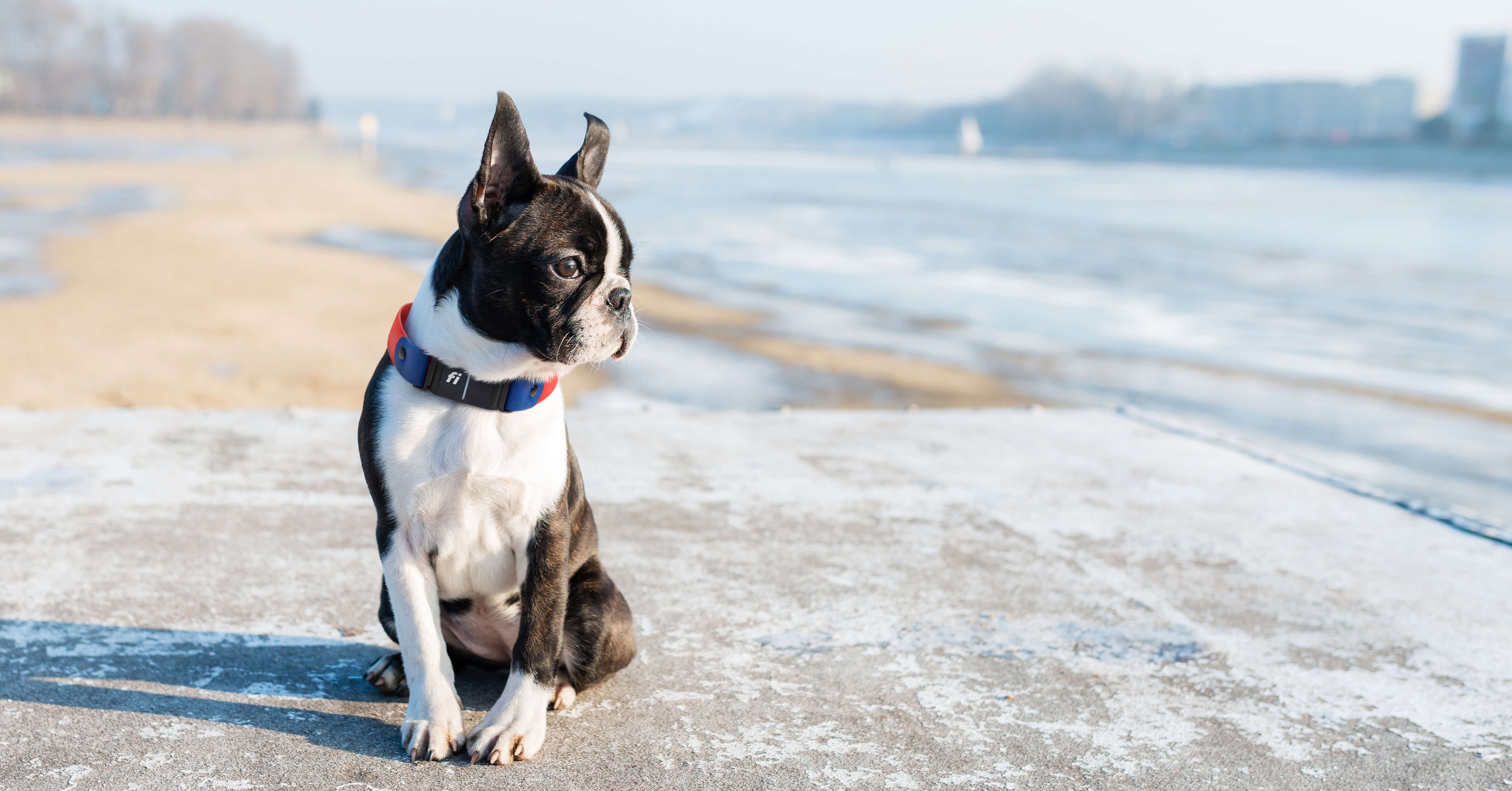The Ultimate Dog Collar