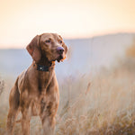 BioThane waterproof Fi Series 3/3+ compatible collar in caramel brown for GPS dog tracking