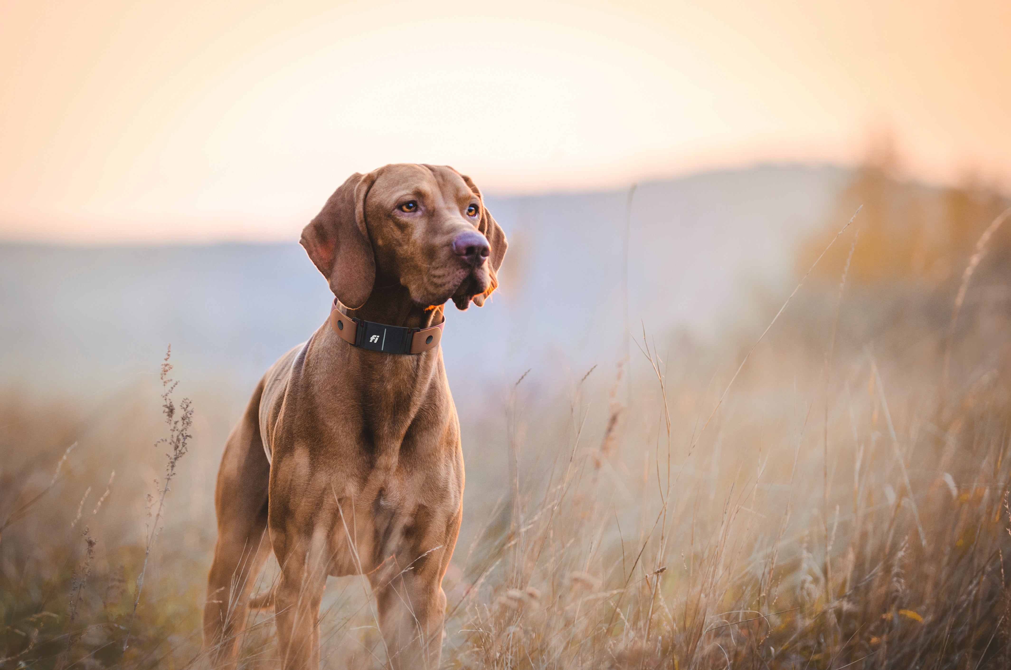 BioThane waterproof Fi Series 3/3+ compatible collar in caramel brown for GPS dog tracking